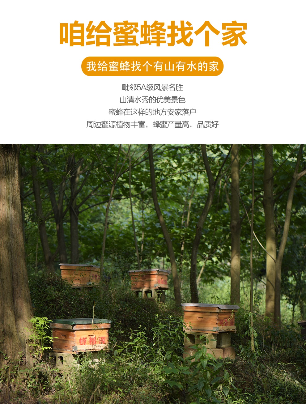 蜂巢蜜新详情_02.jpg