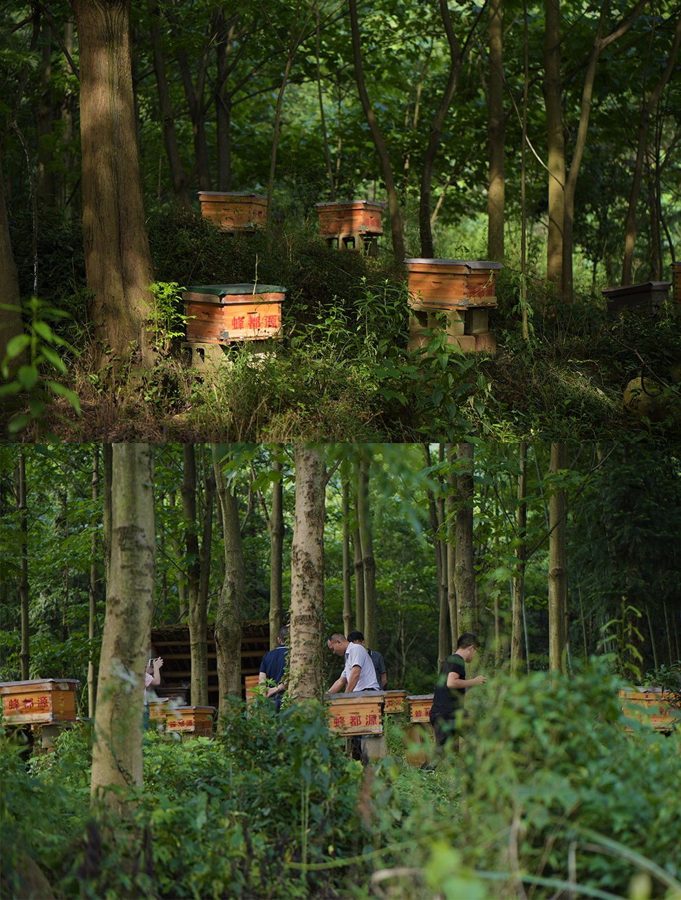 蜂巢蜜新详情2_05.jpg